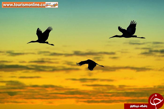 عکس/ تماشای زیبایی&zwnj;های آفریقا زیبایی های قاره سیاه با تکنیک سایه نما