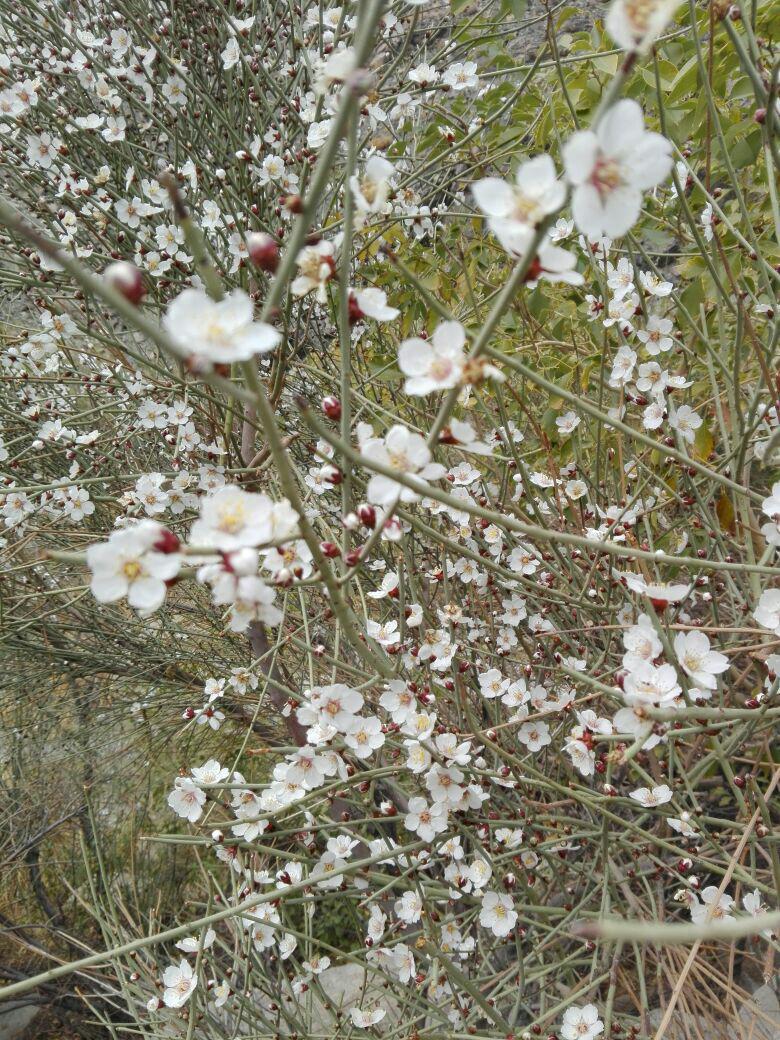 شکوفه دادن درختان بادام کوهی در زمستان