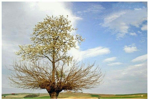 جابجایی و کاشت مجدد جایگزین قطع درختان