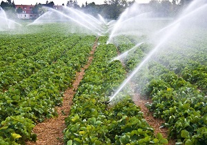 اختصاص بیش از 14 میلیارد تومان اعتبار برای تامین آب کشاورزی کوثر