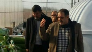 توسعه کشت گلخانه ای در کشور