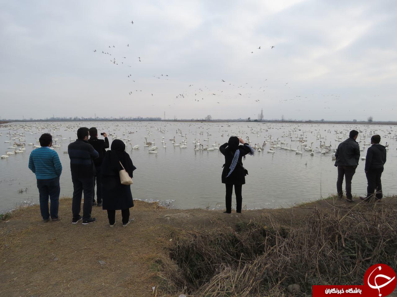 مقصدی برای پرنده نگری+ تصاویر