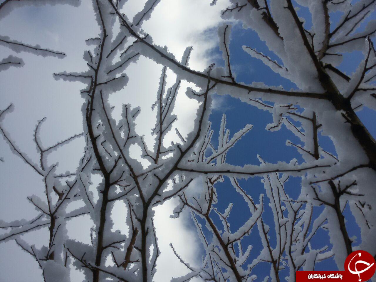 نمایی از طبیعت زمستانی گلپایگان + تصاویر