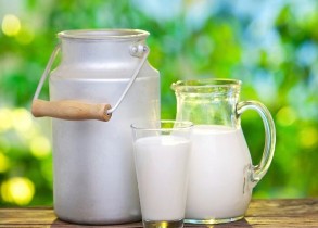 مصرف لبنیات محلی عامل انتقال بیماری بروسلوز