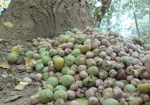 طرح یک روستا یک محصول در شهرستان خلخال اجرا می شود