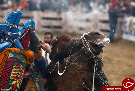 کشتی شترها +تصاویر