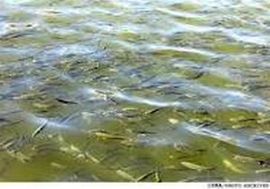 افزایش ۲۲ درصدی رها سازی بچه ماهی خاویاری