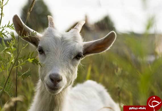 عجیب&zwnj;ترین حیوانات خانگی روسای جمهور آمریکا