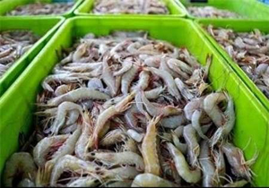 صادرات ۵۷۰ تن میگو پرورشی به روسیه وامارت