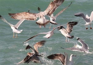 نتیجه آزمایش موارد مشکوک آنفلوآنزای فوق حاد پرندگان در گرمی مثبت است