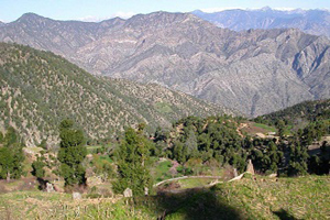 12 هزار جریب از جنگل های دره نور ننگرهار دوباره احیا می&zwnj;شود