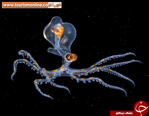 حیوانات عجیبی که پوست شیشه&zwnj;ای دارند!/ این حیوانات زنده هستند؛ می&zwnj;توانید داخل بدنشان را ببینید! +تصاویر