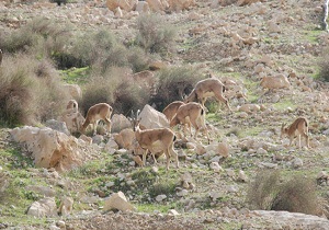 افزایش جمعیت وحوش شهرستان دامغان