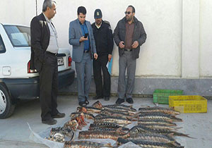 کشف 30 قطعه ماهی خاویاری در گمیشان