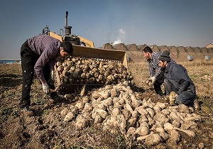 پیگیری پرداخت خسارت به چغندرکاران پارس‌آباد در هیئت دولت