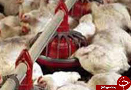 برگزیده خبرهای فارس در یک نگاه