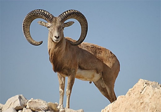 لارستان فارس؛ &laquo;مهد گل نرگس&raquo;
