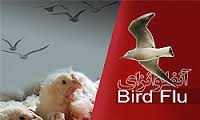 چین 7 مورد ابتلا به آنفلوانزای پرندگان را گزارش کرد