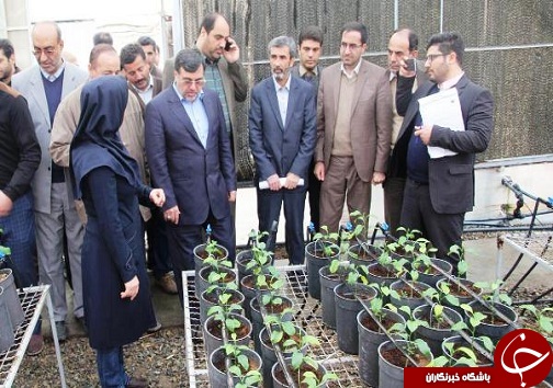 گسترش گلخانه ها از سیاست های مهم بخش کشاورزی