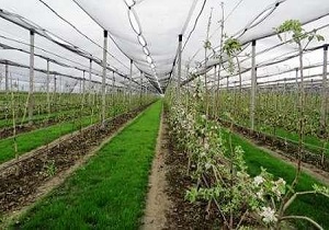 پرداخت 341 میلیارد ریال تسهیلات به واحدهای بخش کشاورزی