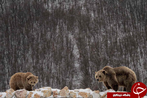 از جشن تولد مسن&zwnj;ترین پاندای جهان تا آماده&zwnj;سازی واشنگتن برای مراسم تحلیف////////