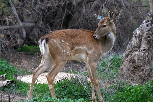گشایش پیش روی مناطق حفاظت شده زنجان