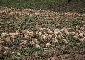 تسریع در پرداخت خسارت چغندر کاران آسیب دیده دشت مغان