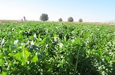 منوجان سرزمینی حاصلخیز  ورنگین کمان
