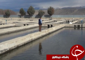 از اصلاح نژاد ماهیان تا مشکلات تاکداران+فیلم
