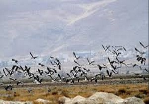سرشماری پرندگان مهاجر در سیستان وبلوچستان