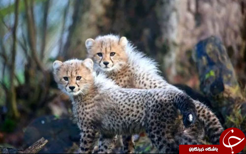 از ادای احترام پوتین به سفیر ترور شده در آنکارا تا درخت کریسمس از جنس بطری آب معدنی