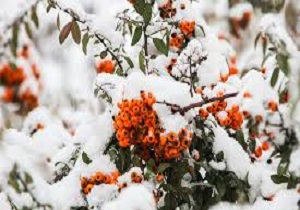 آغازبارش برف وباران دراستان کردستان