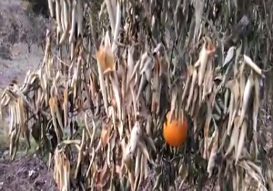 بارش برفی که باغداران را زمین گیر کرد! + فیلم