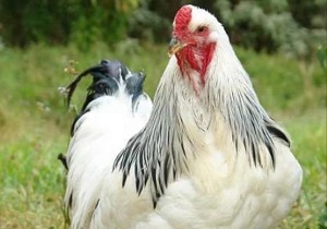 مرغ 5 هزار دلاری در اربیل !