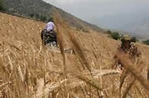ارائه خدمات مشاوره برای توانمندی ۳۰ زن روستایی گلستانی