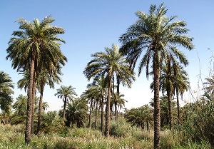 احیای هزاران اصله نخل و زمین کشاورزی در شادگان