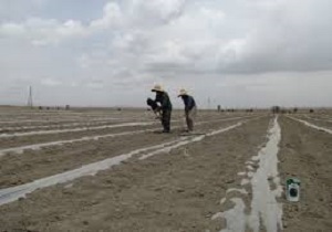 احیای 2000 هکتار زمین کشاورزی در شادگان