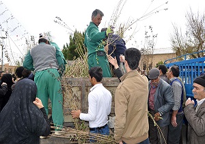 توزیع 139 هزار اصله درخت برای توسعه جنگل و ایجاد فضای سبز در نمین