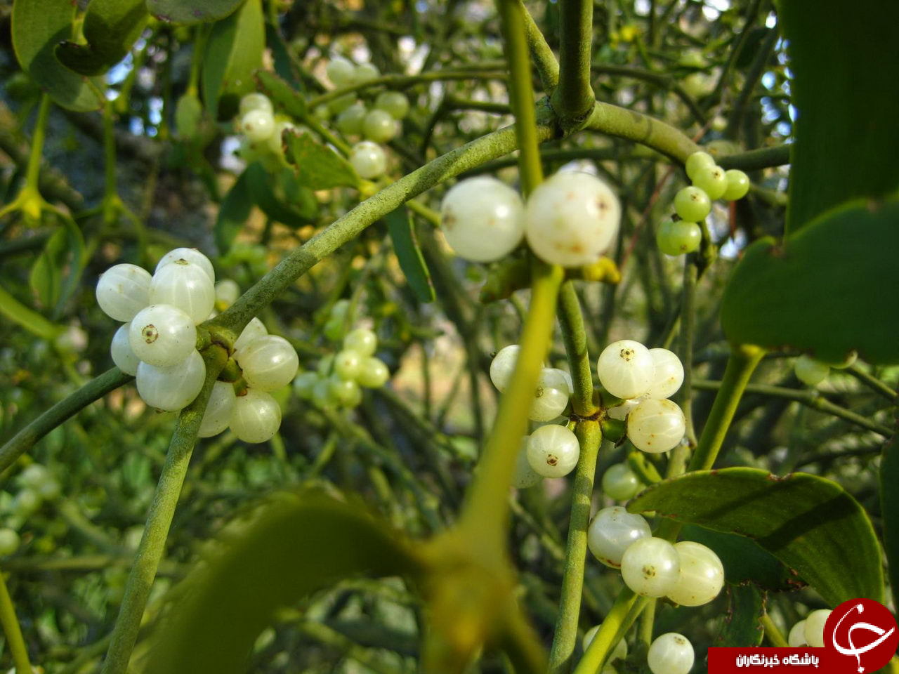 سنتهای عجیب سال نو میلادی در سراسر جهان