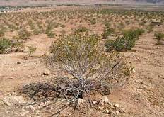 کاهش 80 درصدی بارندگی