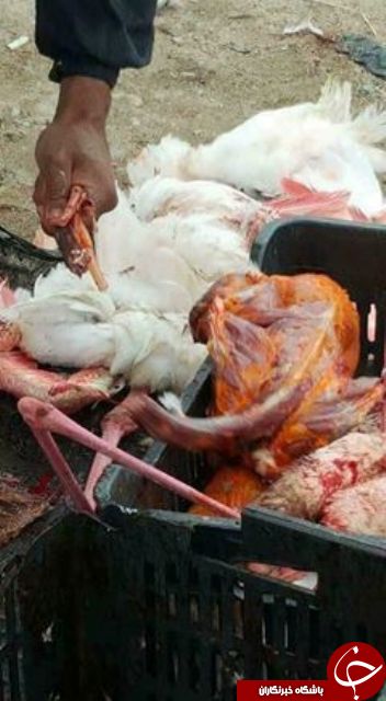 شکار پرنده نادر برای تهیه غذا! +عکس