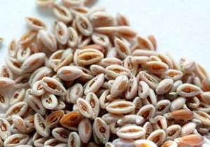 درمان‌های گیاهی و فوق موثر کم‌کاری تیرویید + راه‌های پیشگیری