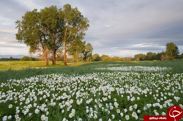 طبیعت زیبای سیبری +تصاویر