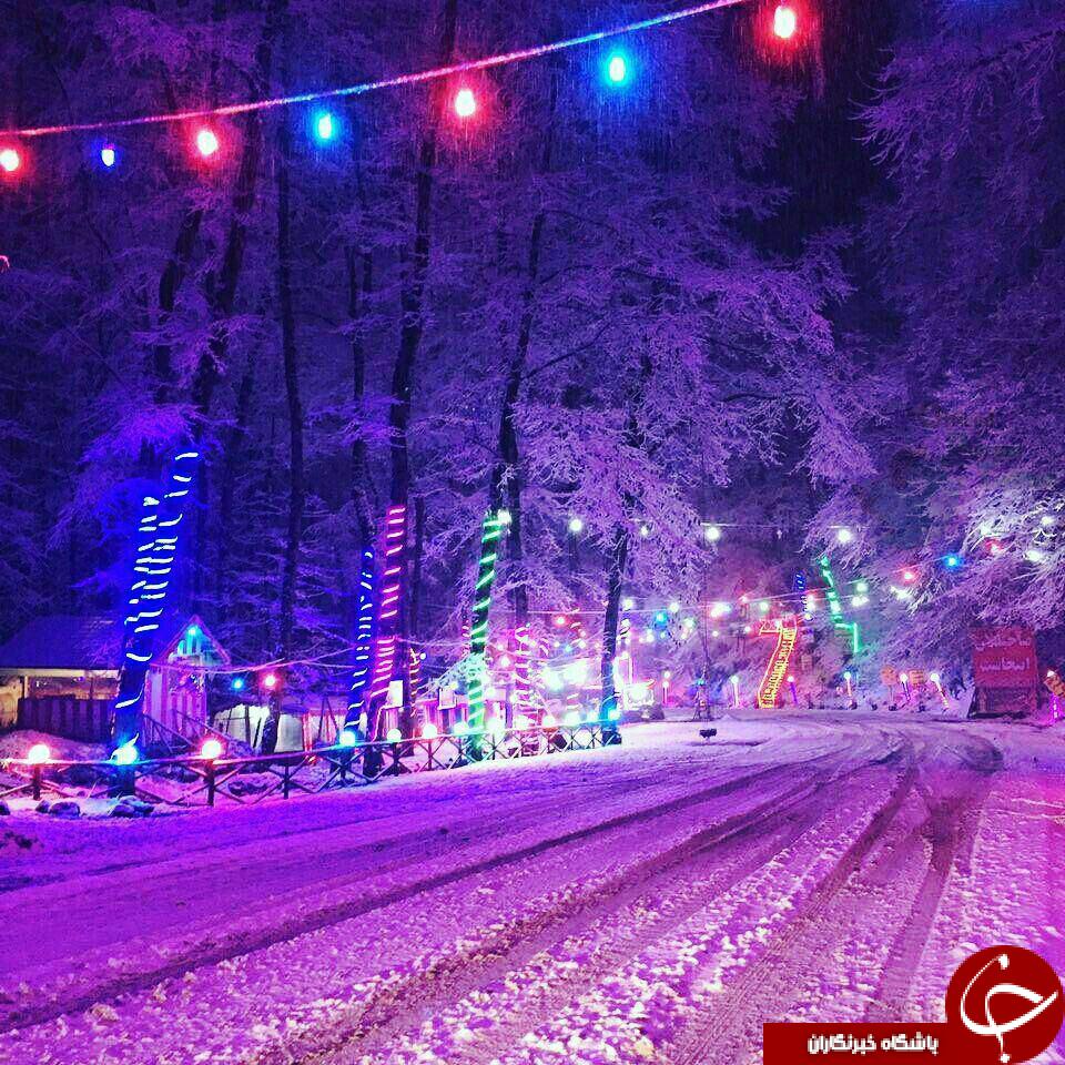 فوران یک آتش فشان سهمگین /بازار سنتی حلب/قورباغه درختی/دلفین ها یکدیگر را به اسم صدا میزنند/تصاویر لو رفته از اولین هواپیمای ایرباس/