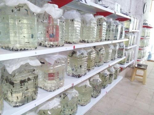 افزایش درآمد وتوسعه درمانی با پرورش زالو درکرمان
