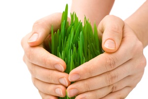 تمدید مهلت عملیات بیمه‌گری محصولات زراعی پاییزه در آذربایجان غربی