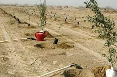 نهال کاری 165 هکتار از بیابان های بحرانی تربت جام