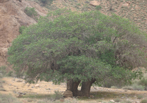 ثبت درخت بنه،در فهرست میراث طبیعی،ملی