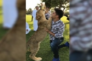 غذا دادن به ببر و شیر توسط پسر زیدان! + فیلم