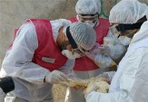 انجام پایش های مستمر برای بیماری آنفلوانزای فوق حاد